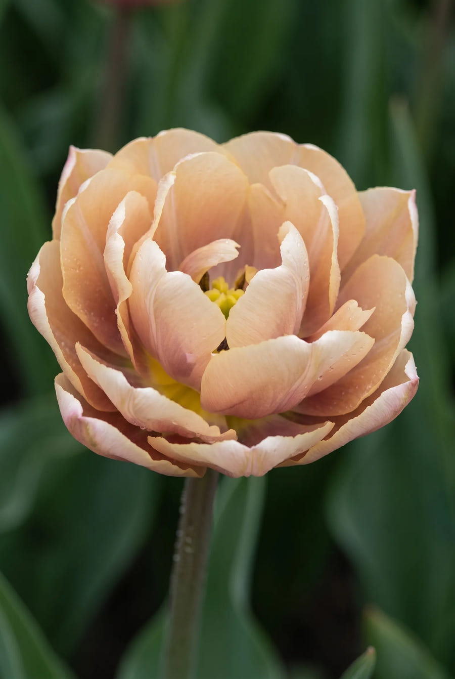 Tulipa La Belle Epoque — close-up van de bloem