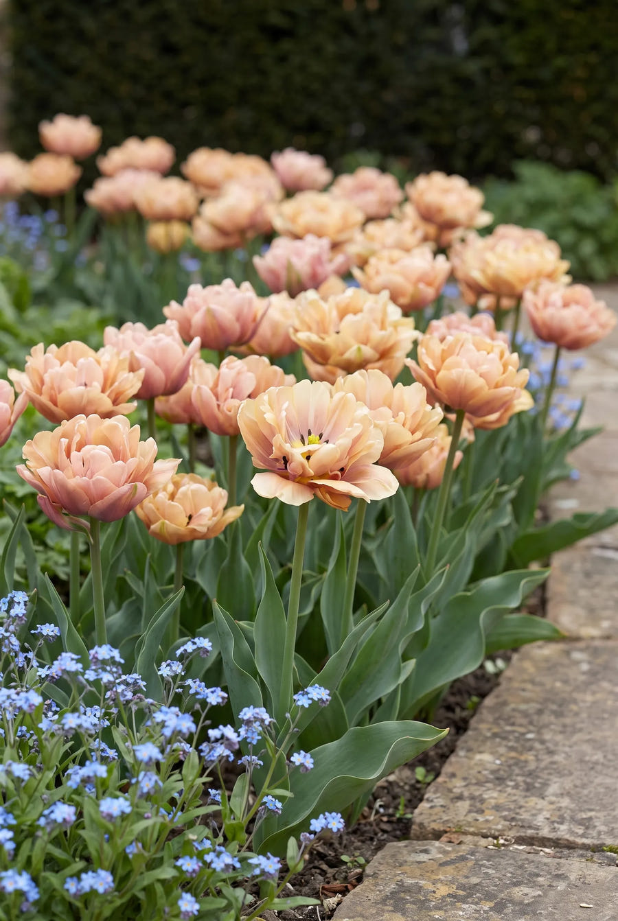 Tulipa La Belle Epoque — groep in de tuinborder