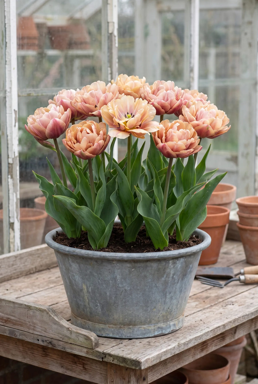 Tulipa La Belle Epoque — in pot op terras