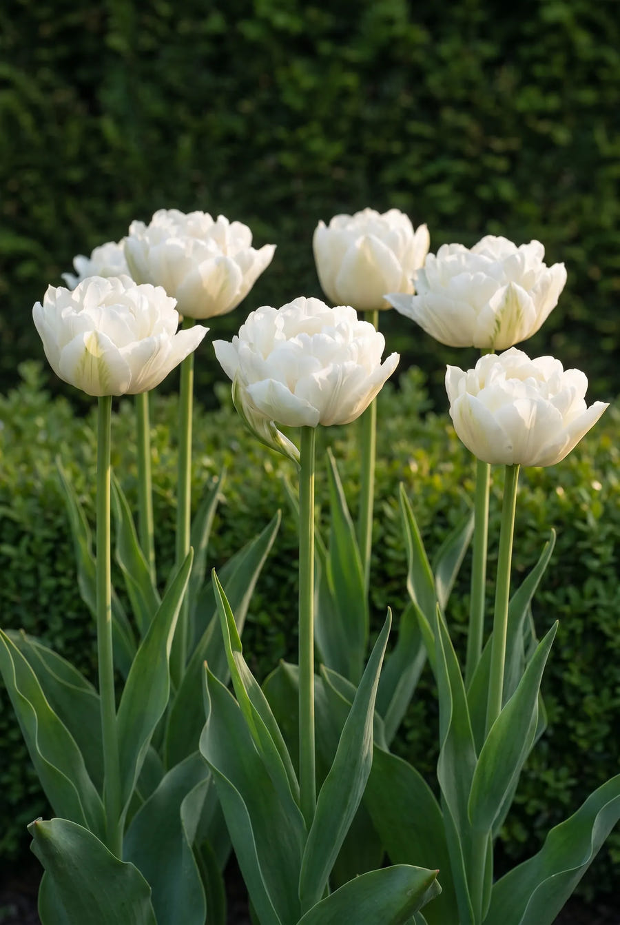 Tulipa Mount Tacoma — in de border