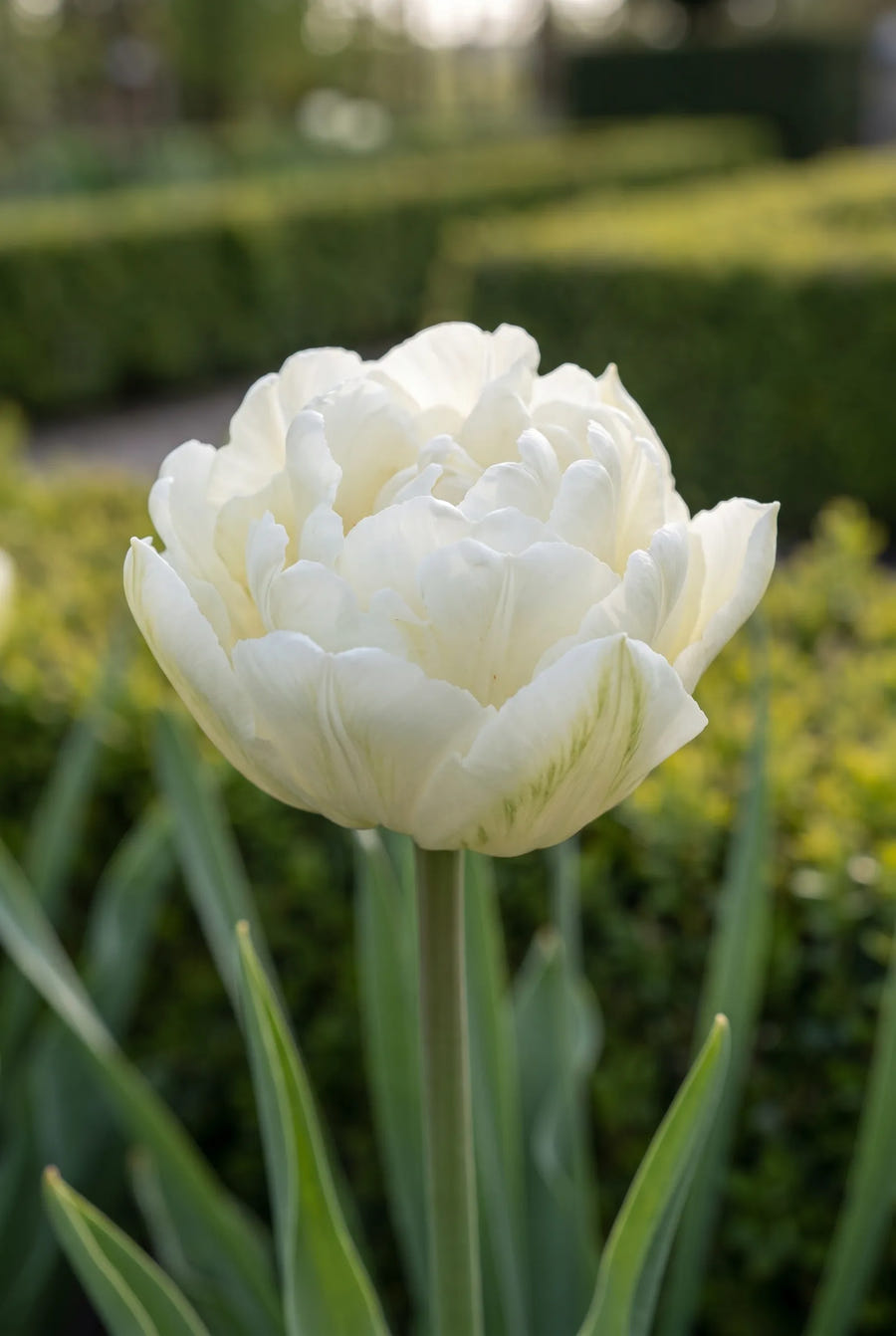 Tulipa Mount Tacoma — close-up van de bloem