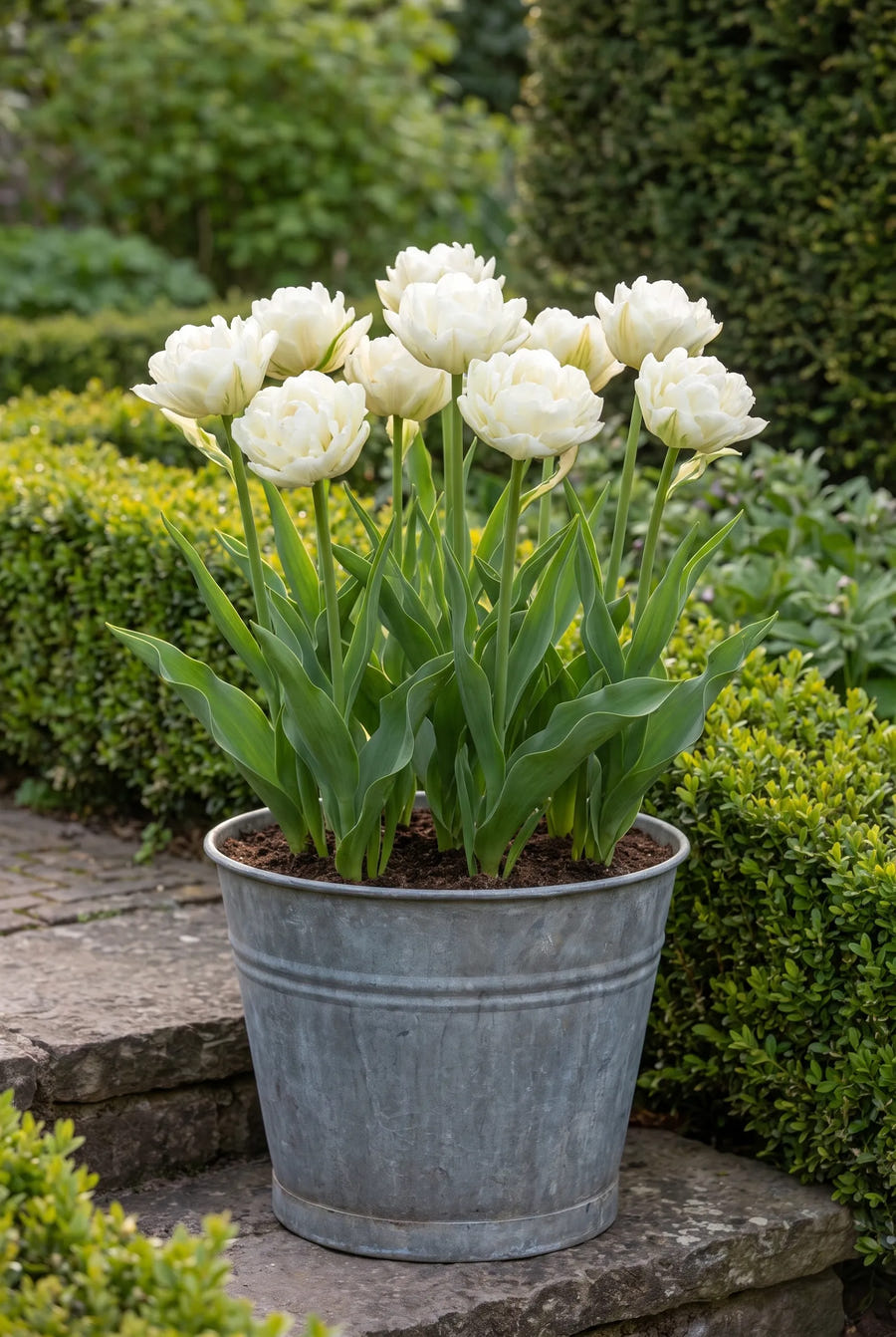 Tulipa Mount Tacoma — in pot op terras