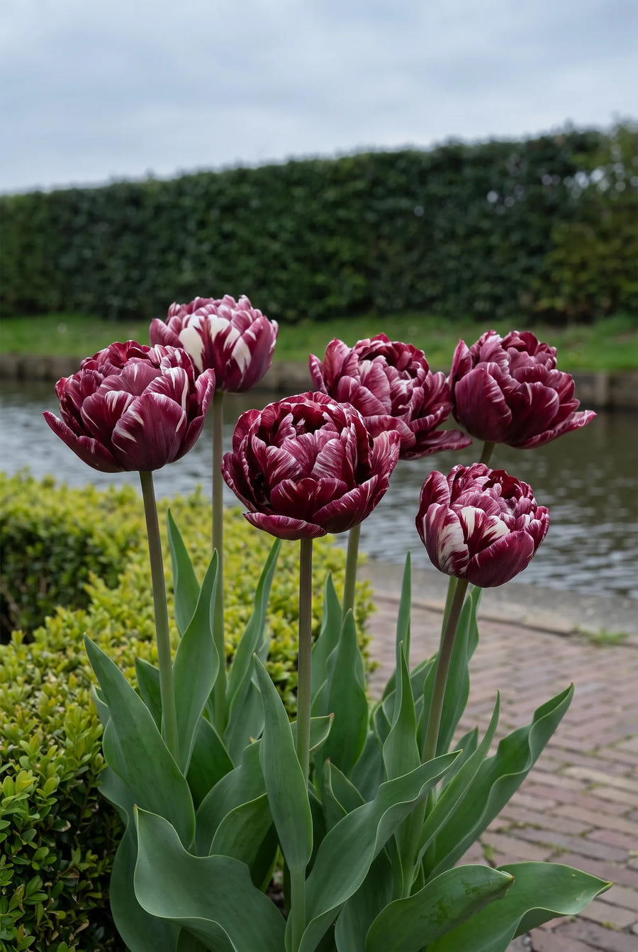 Tulipa Nachtwacht — in de border
