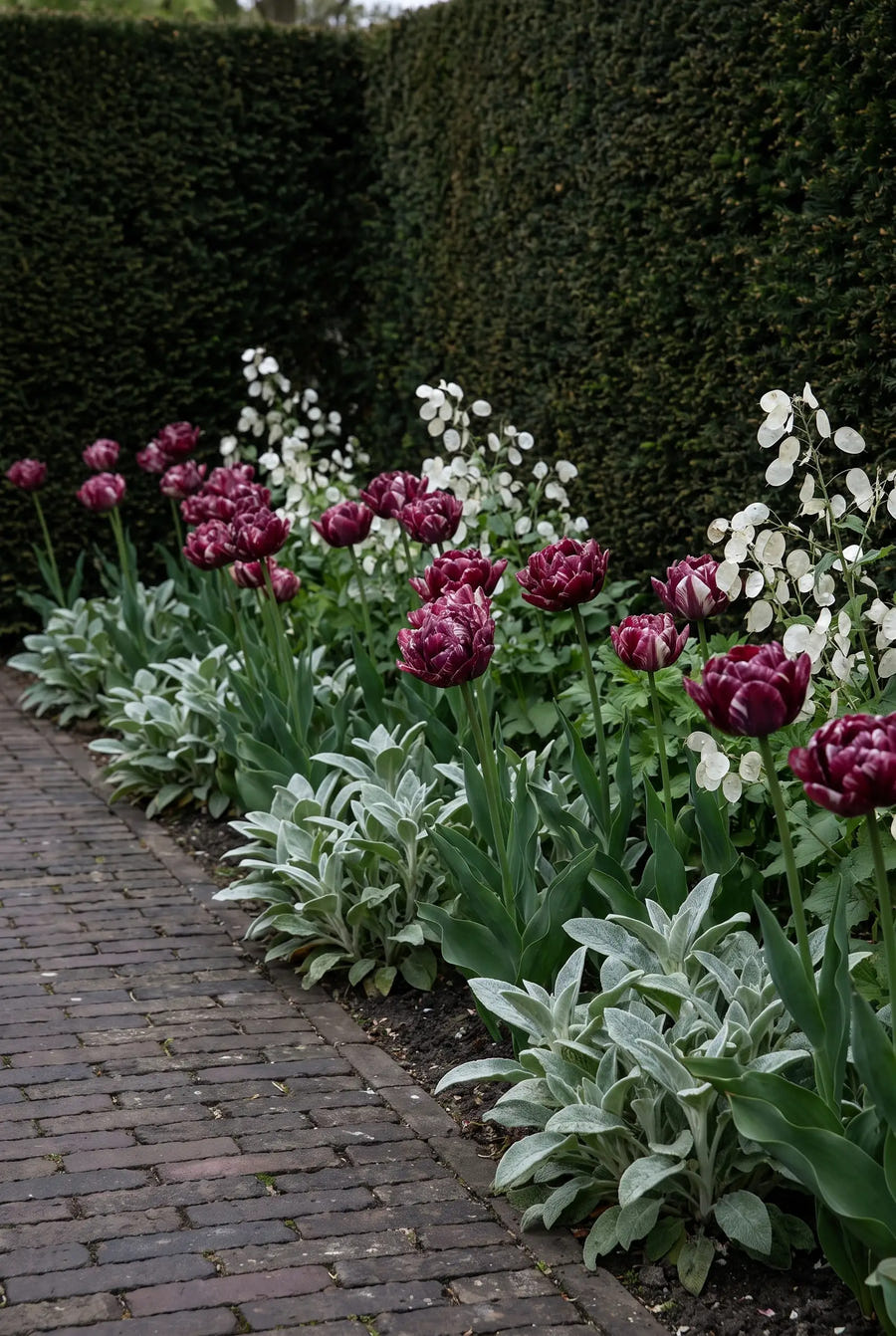 Tulipa Nachtwacht — groep in de tuinborder