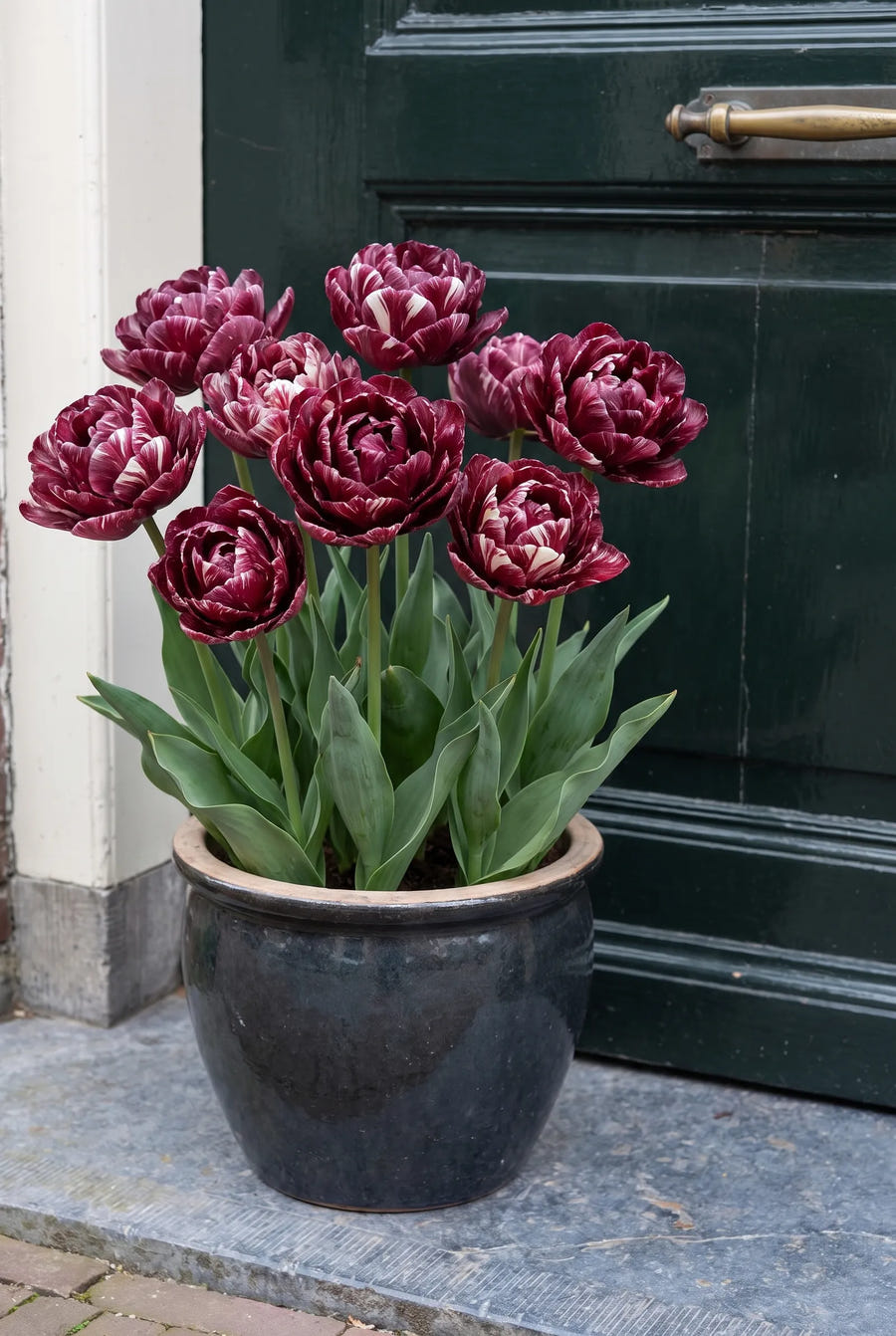 Tulipa Nachtwacht — in pot op terras