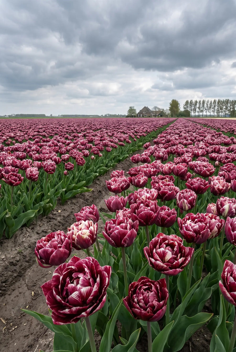 Tulipa Nachtwacht — sfeerbeeld