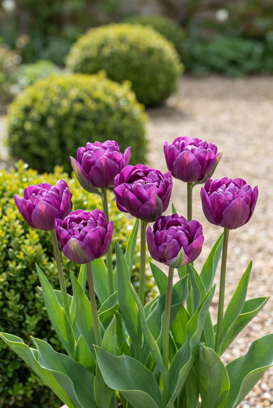 Tulipa Negrita Double — in de border
