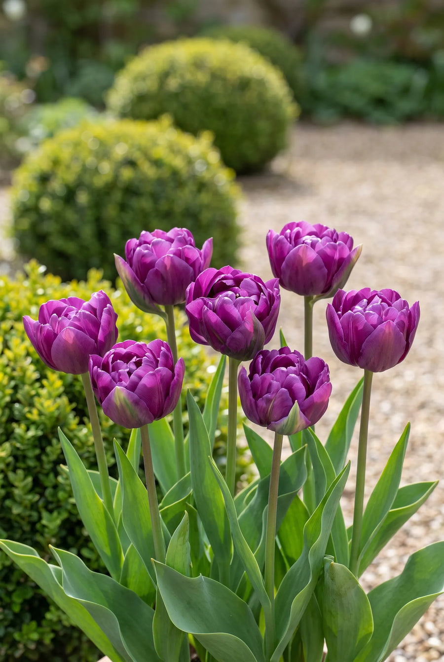 Tulipa Negrita Double — in de border