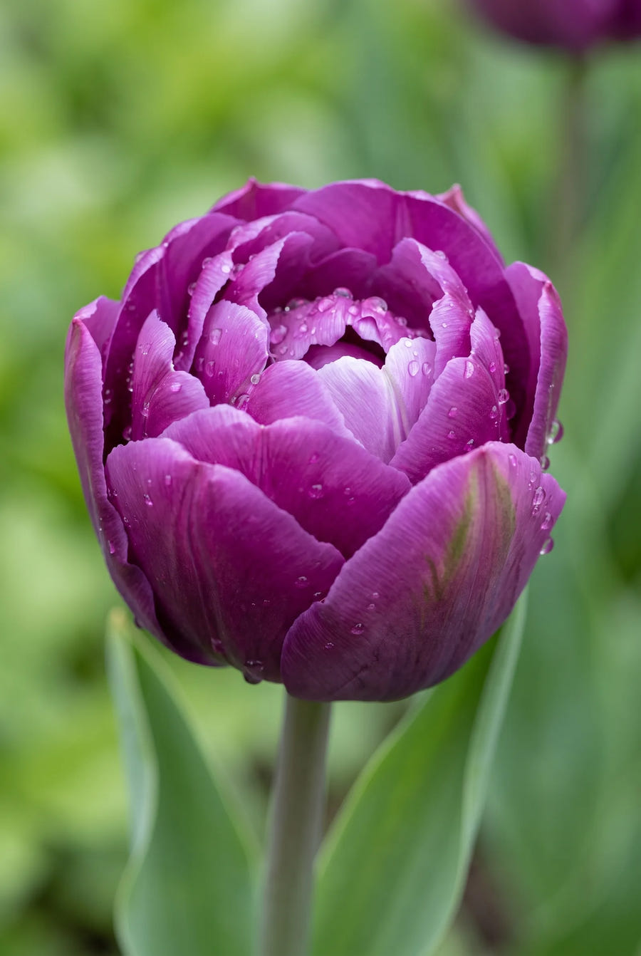 Tulipa Negrita Double — close-up van de bloem