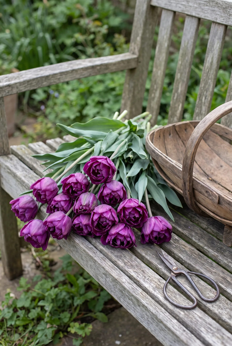 Tulipa Negrita Double — sfeerbeeld