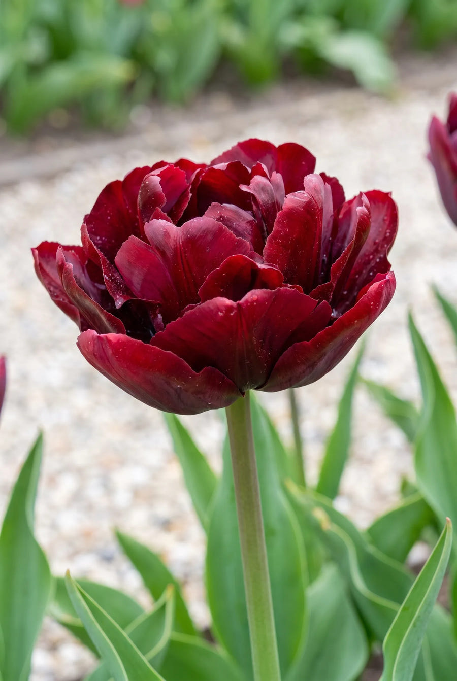 Tulipa Palmyra — close-up van de bloem