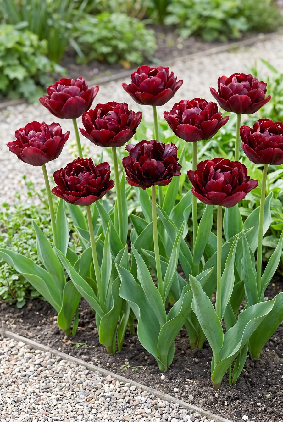 Tulipa Palmyra — groep in de tuinborder