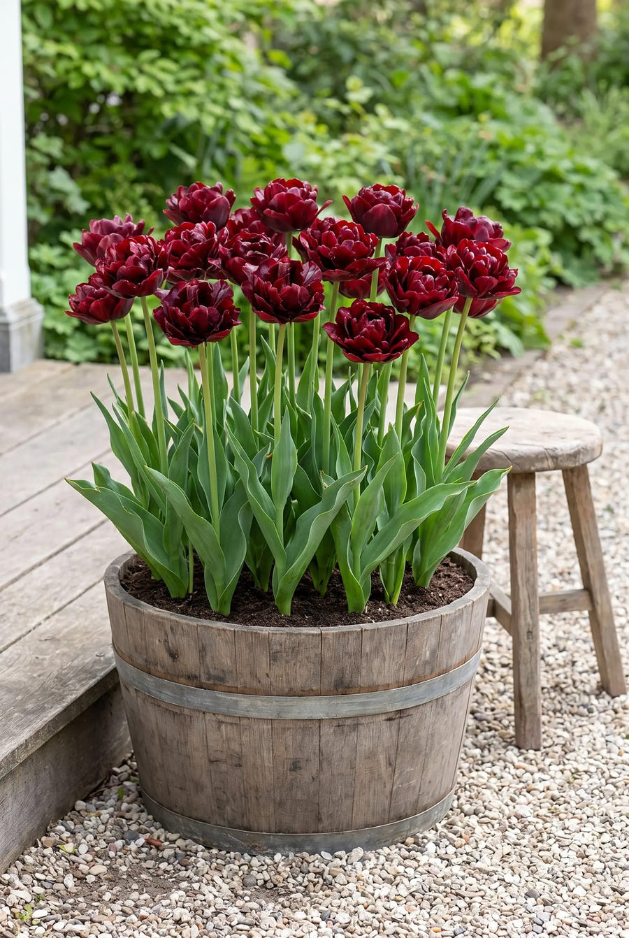 Tulipa Palmyra — in pot op terras