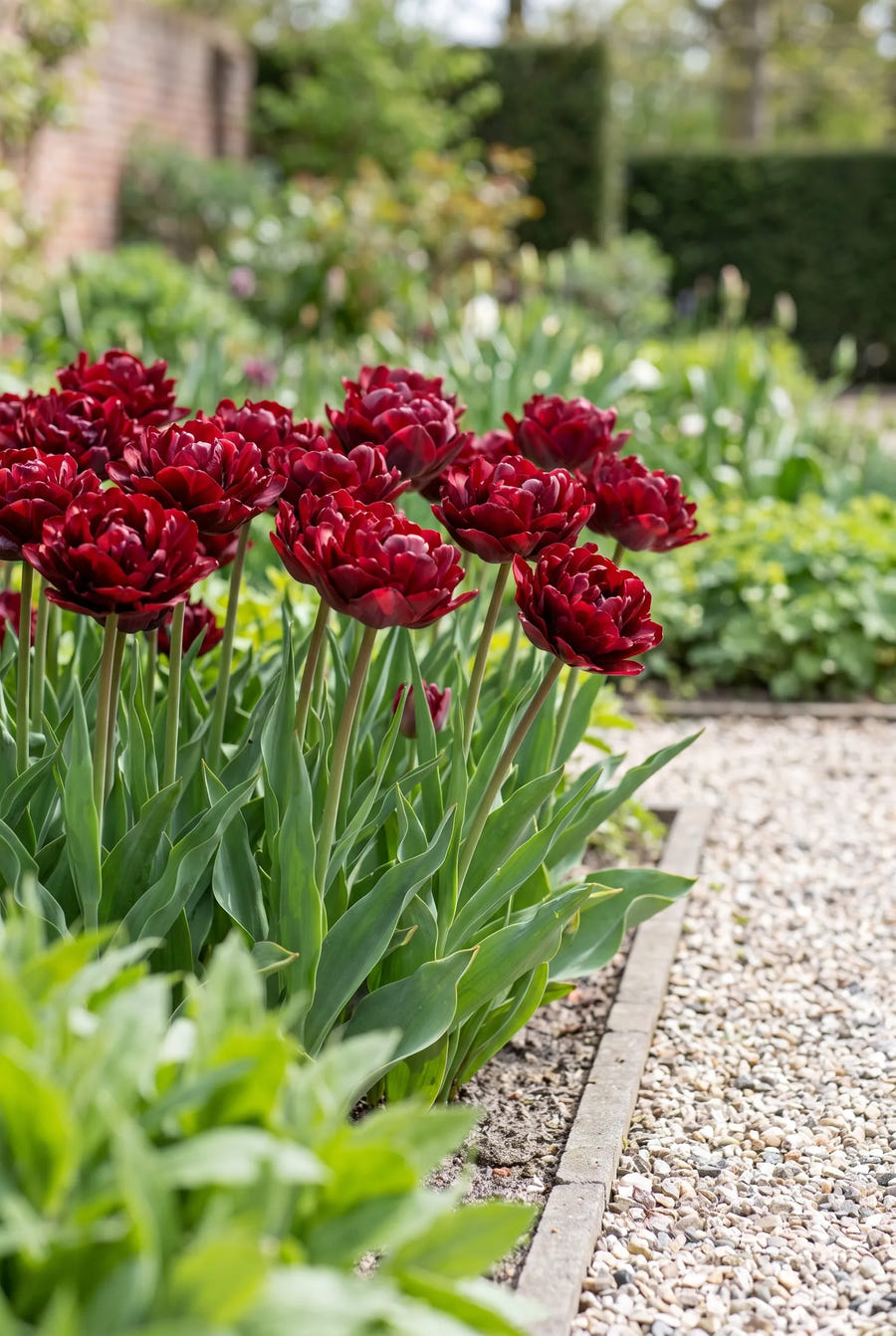 Tulipa Palmyra — in de tuin
