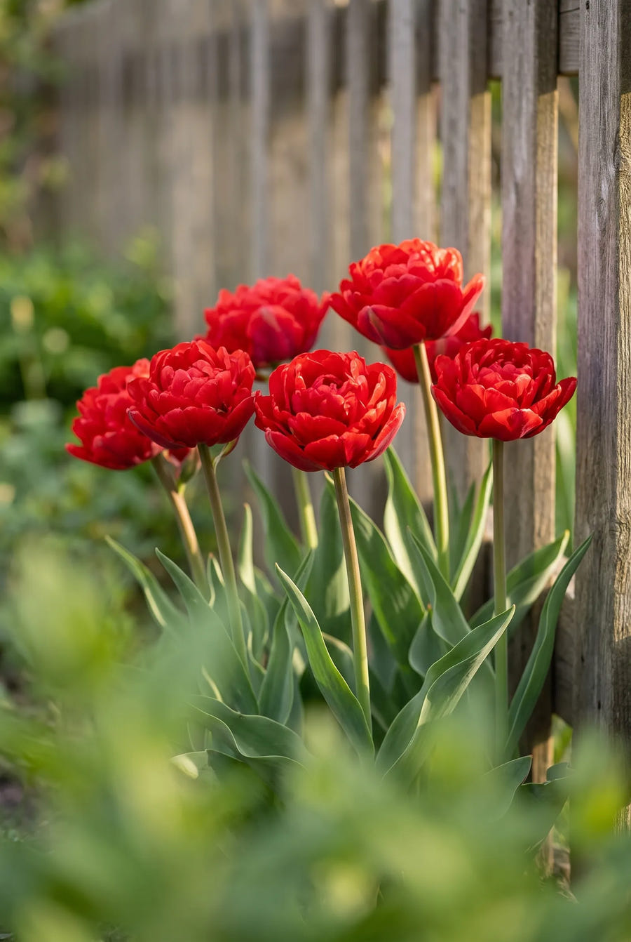 Tulipa Pamplona — in de tuin