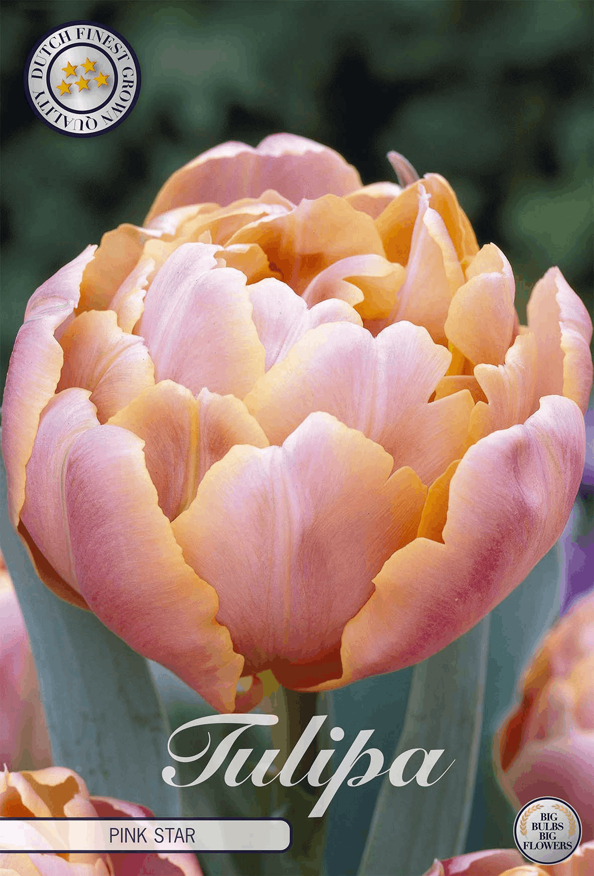 Tulipa Pink Star