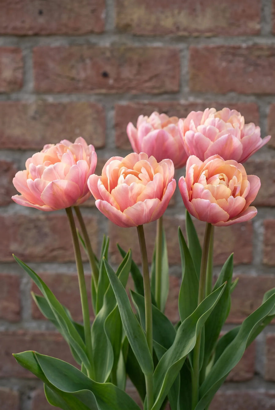 Tulipa Pink Star — in de border