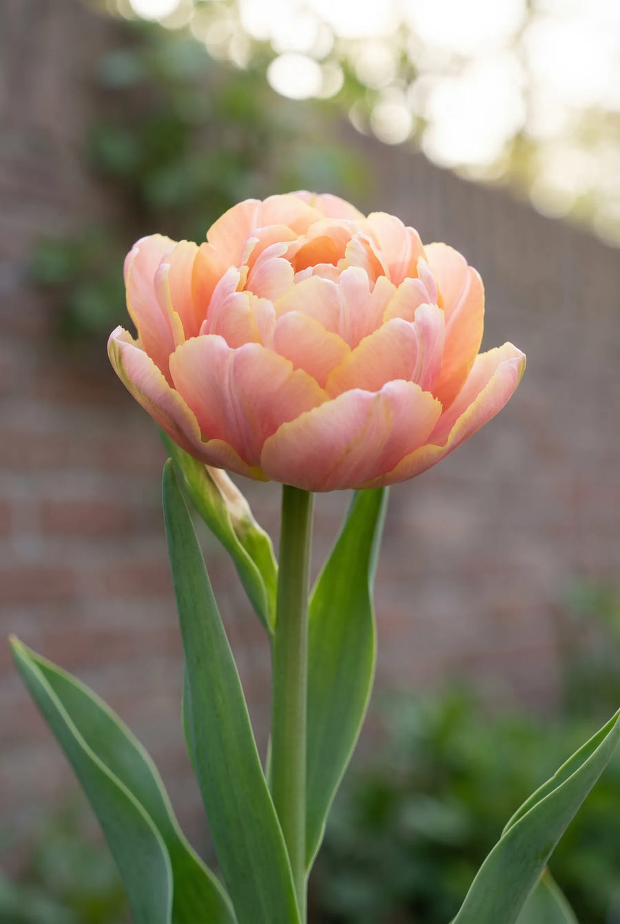 Tulipa Pink Star — close-up van de bloem