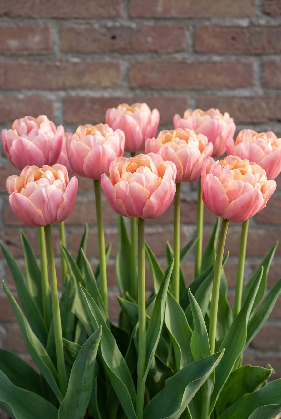 Tulipa Pink Star — groep in de tuinborder