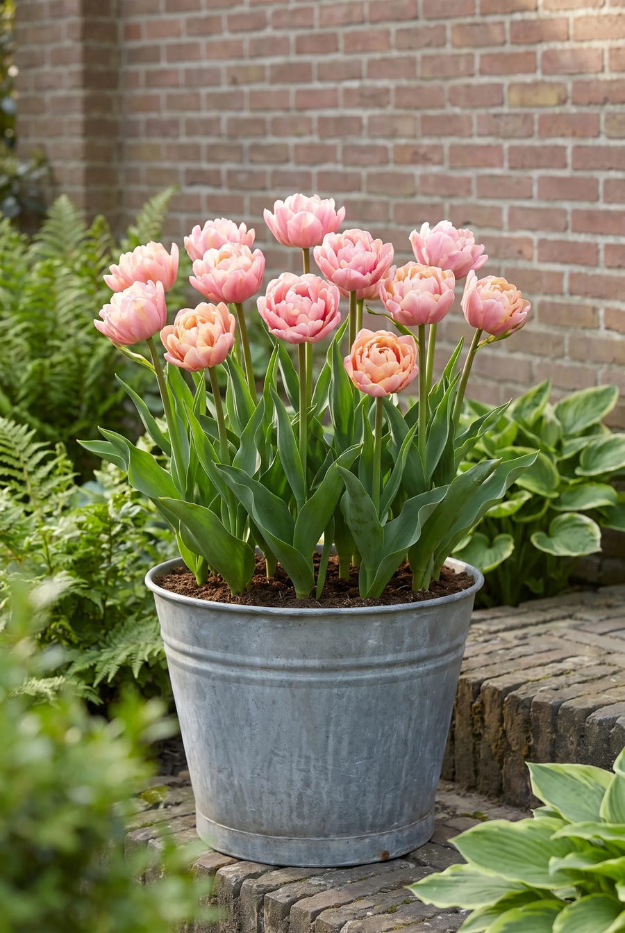 Tulipa Pink Star — in pot op terras