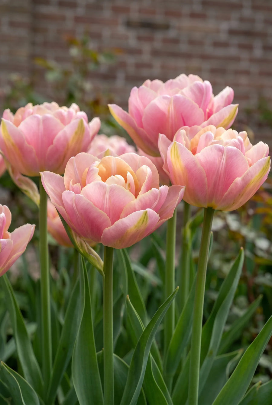 Tulipa Pink Star — sfeerbeeld