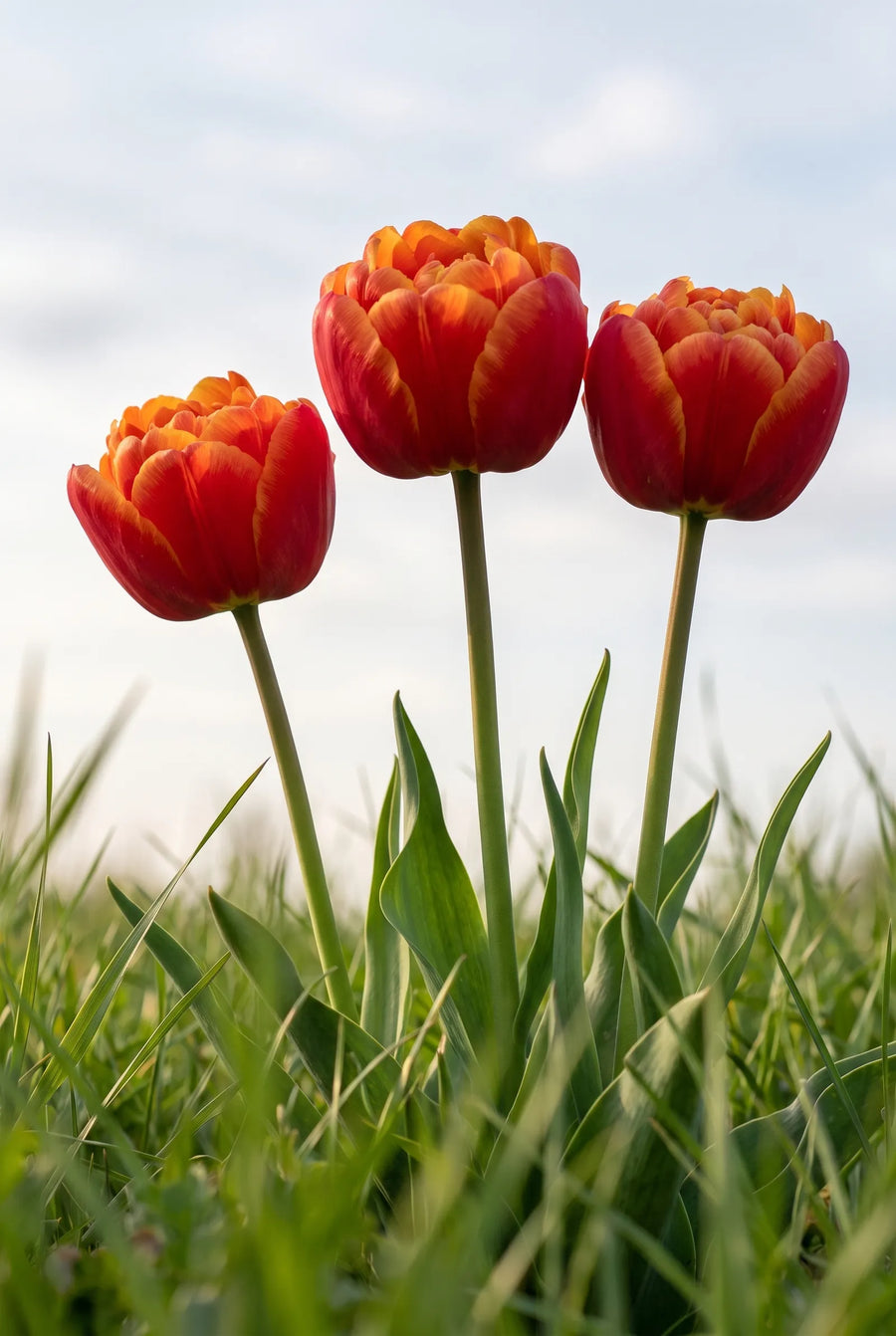 Tulipa Queensday — in de tuin