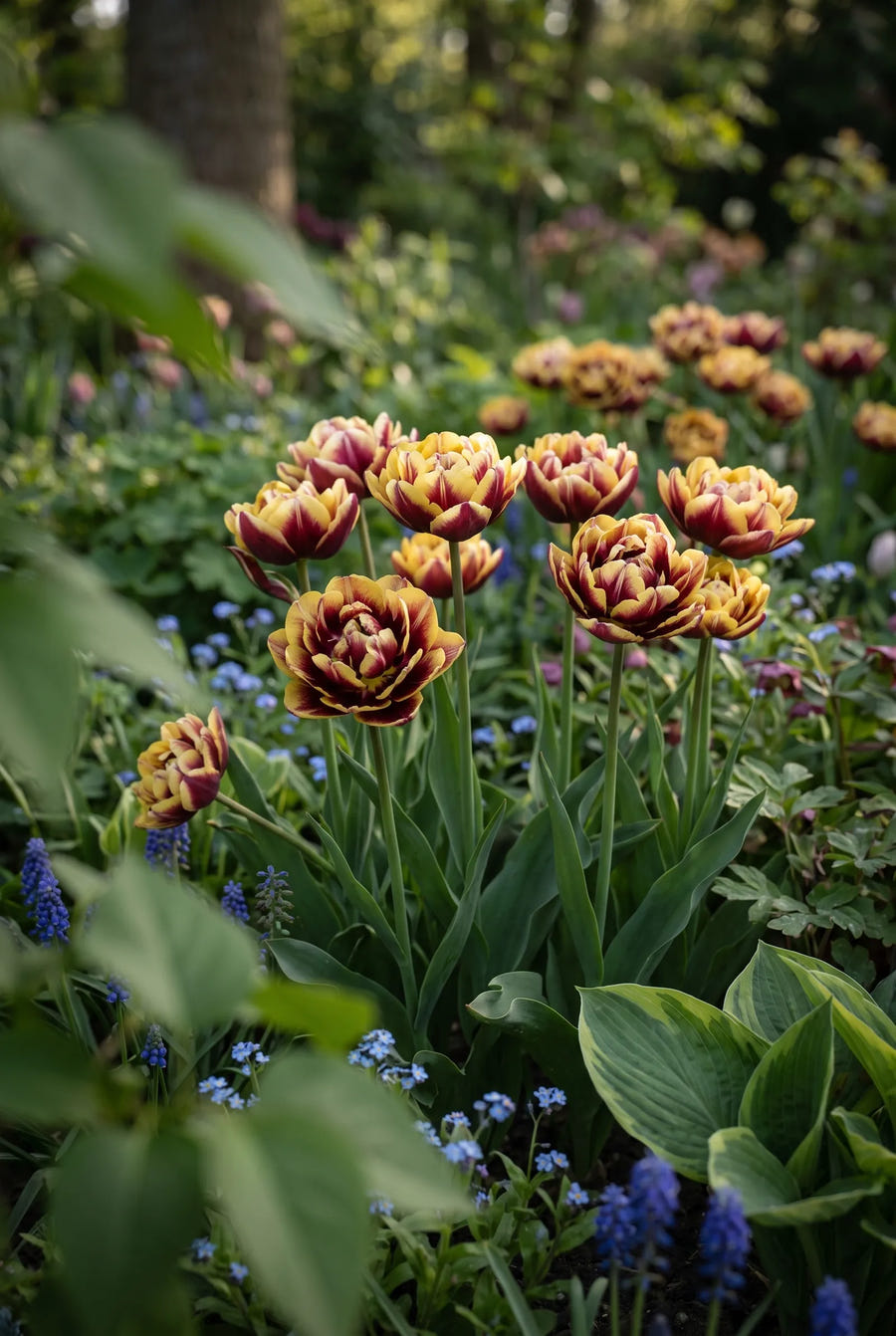 Tulipa Sundowner — sfeerbeeld