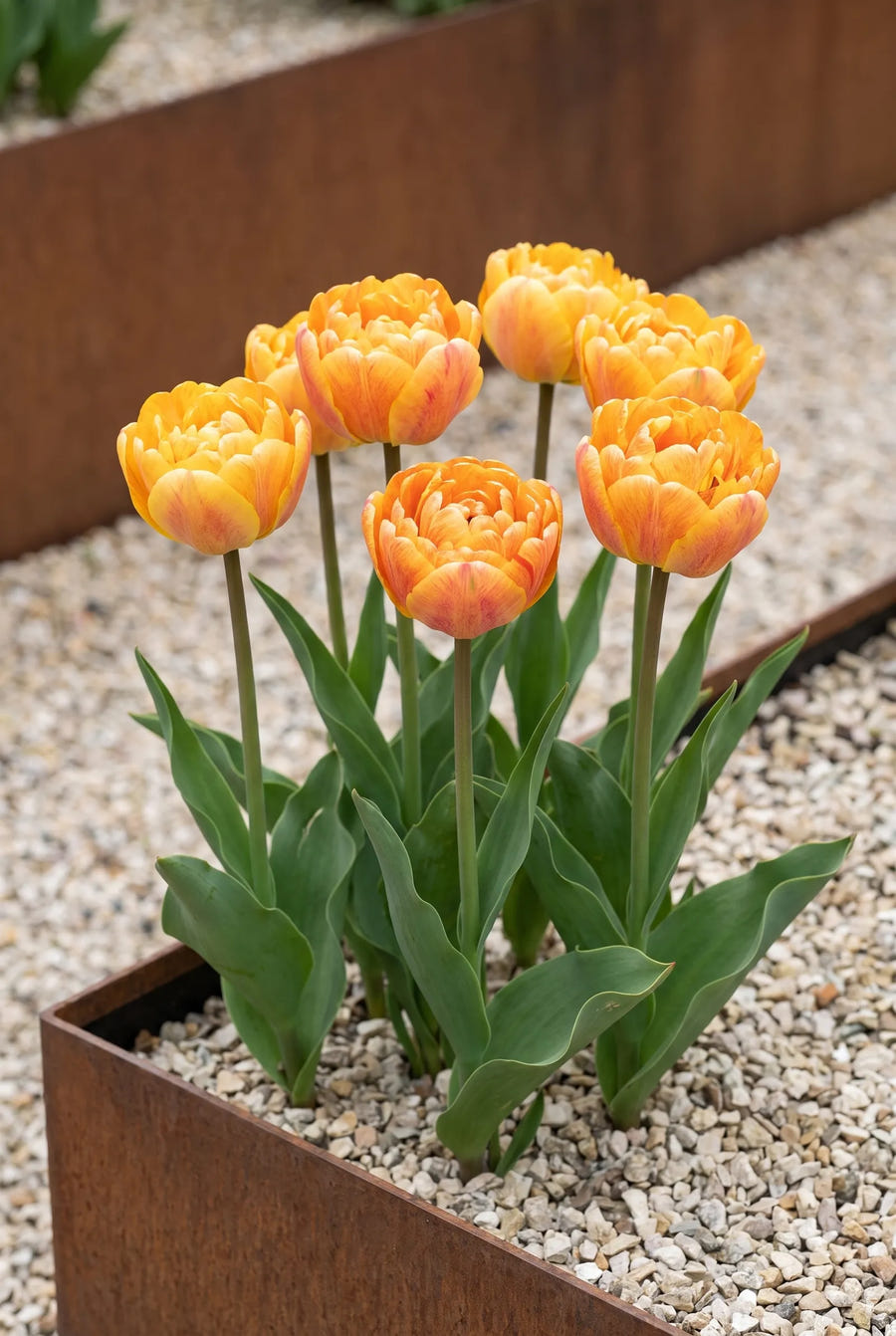 Tulipa Sunlover — in de border