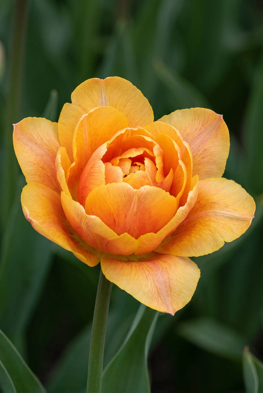 Tulipa Sunlover — close-up van de bloem