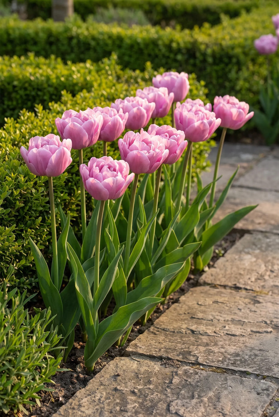 Tulipa Table Dance — groep in de tuinborder