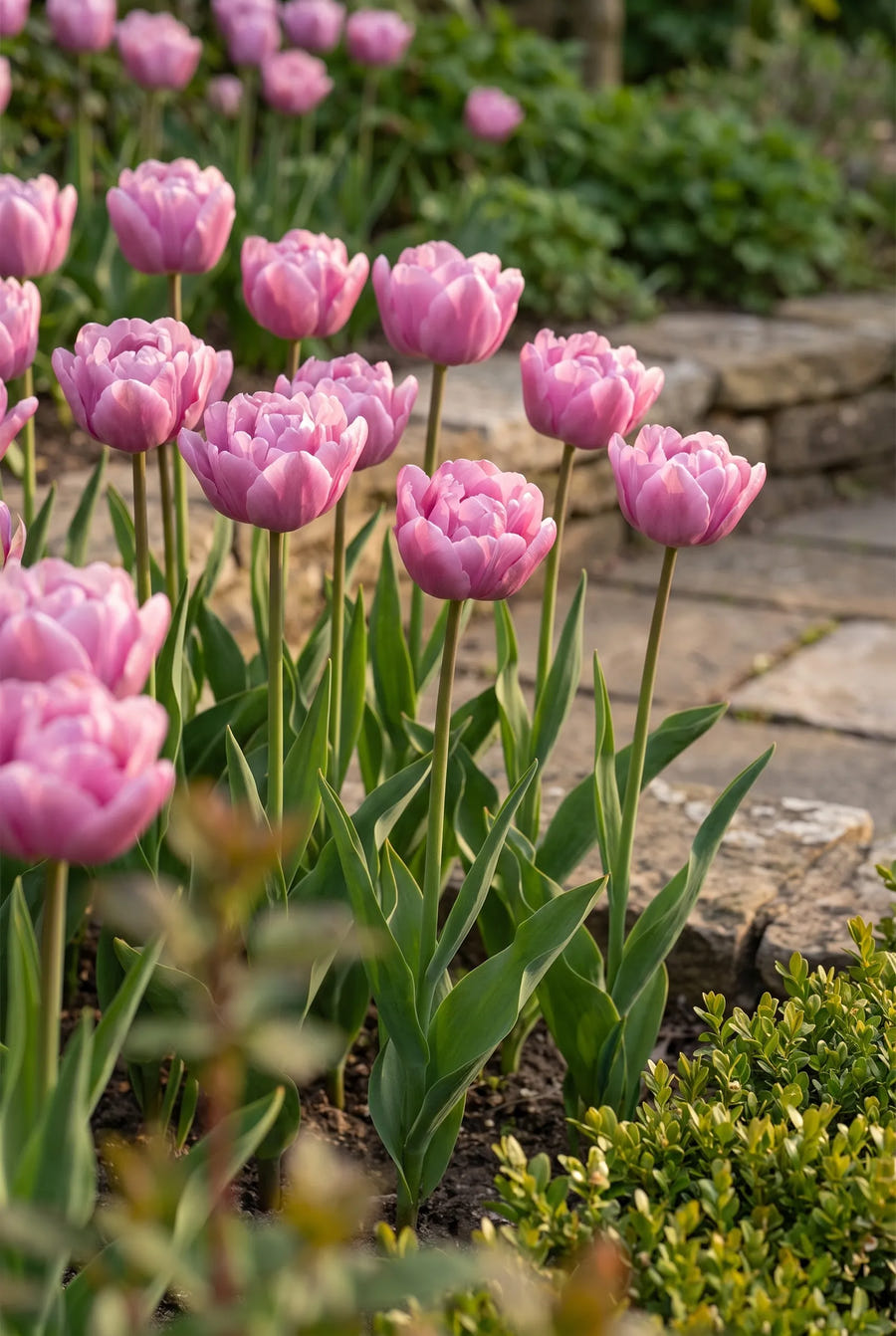 Tulipa Table Dance — in de tuin