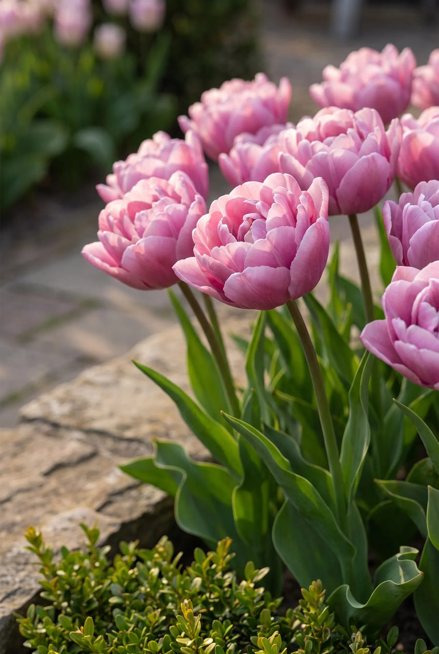 Tulipa Table Dance — sfeerbeeld