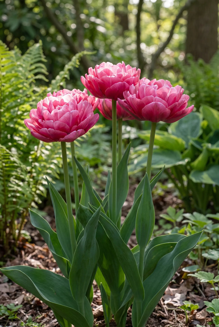 Tulipa Wedding Gift — in de tuin