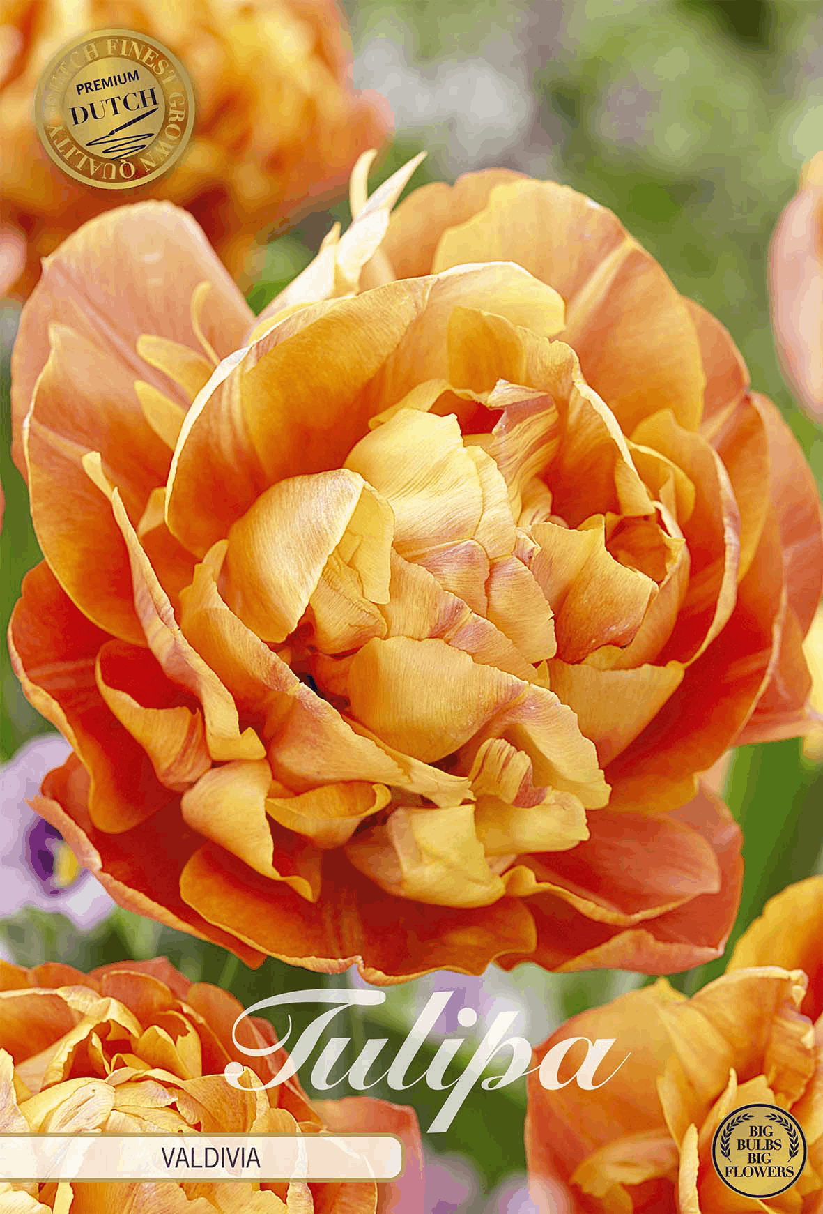 Tulipa Valdivia
