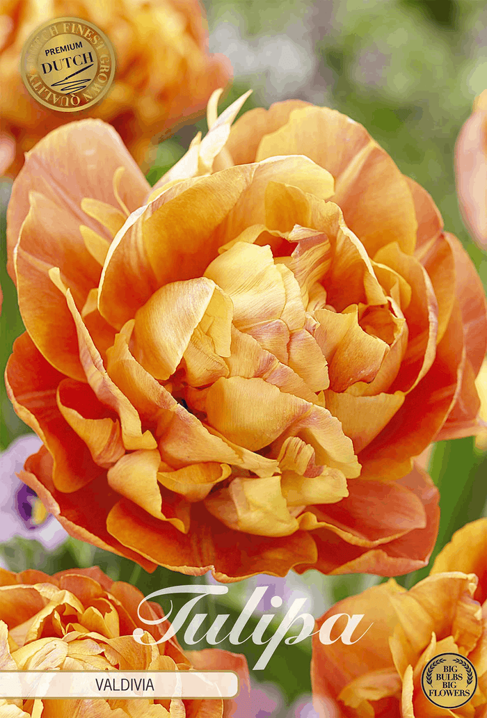Tulipa Valdivia
