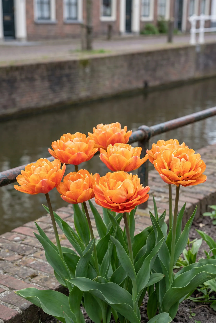 Tulipa Valdivia — in de border