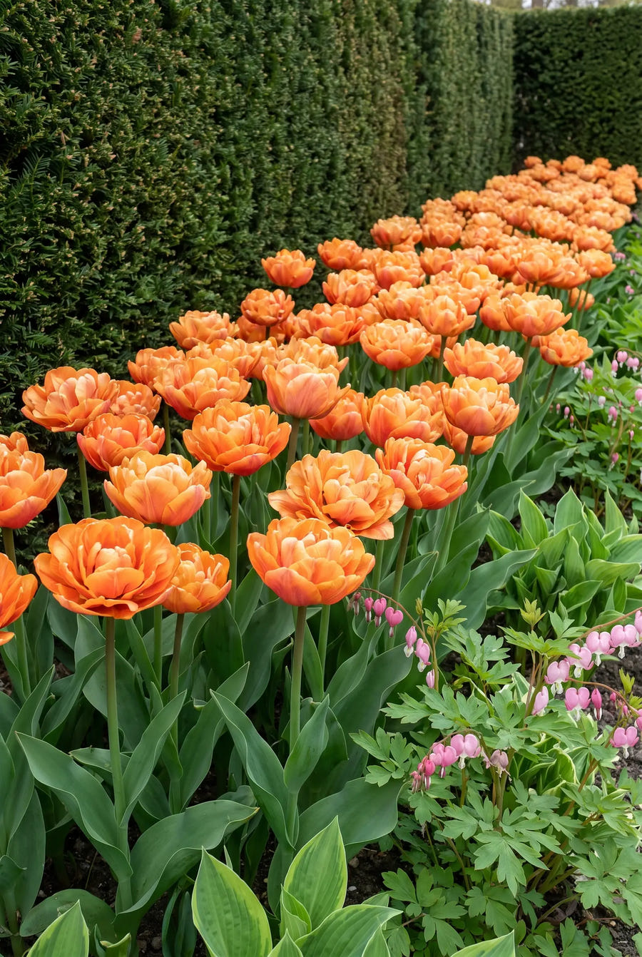 Tulipa Valdivia — groep in de tuinborder