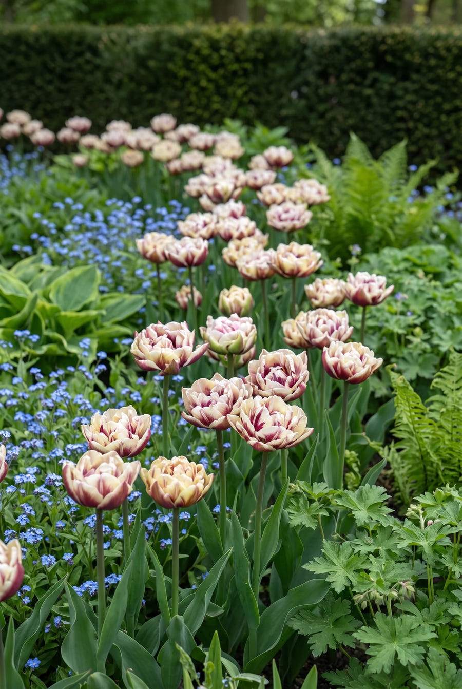 Tulipa Wyndham — groep in de border