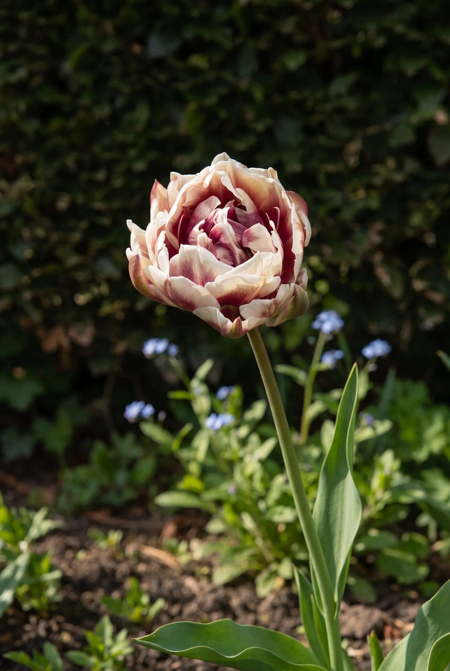 Tulipa Wyndham — sfeerbeeld