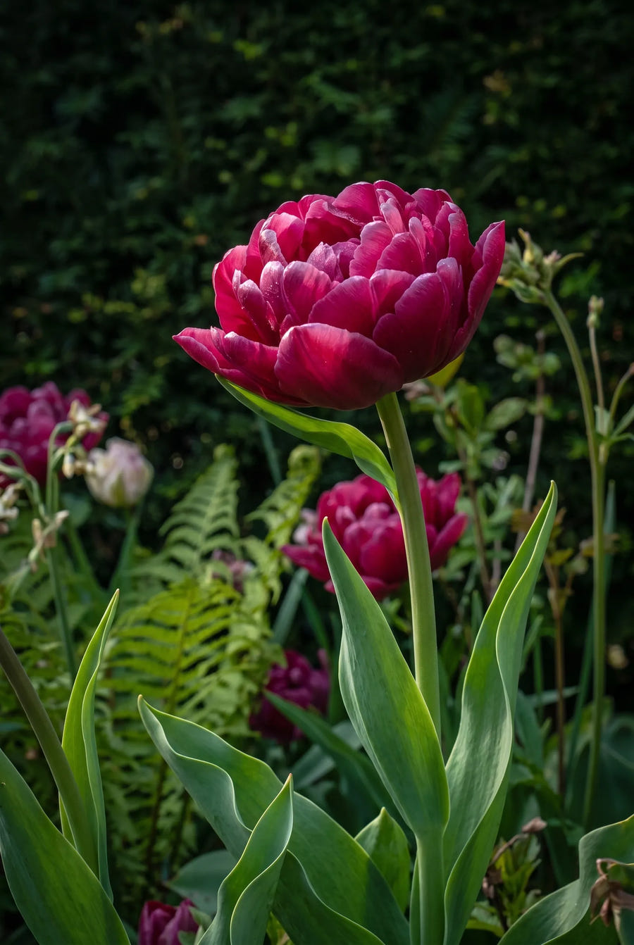 Tulipa World Bowl — sfeerbeeld