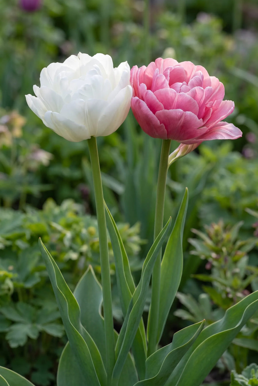 Tulipa Double Late Mixed — sfeerbeeld