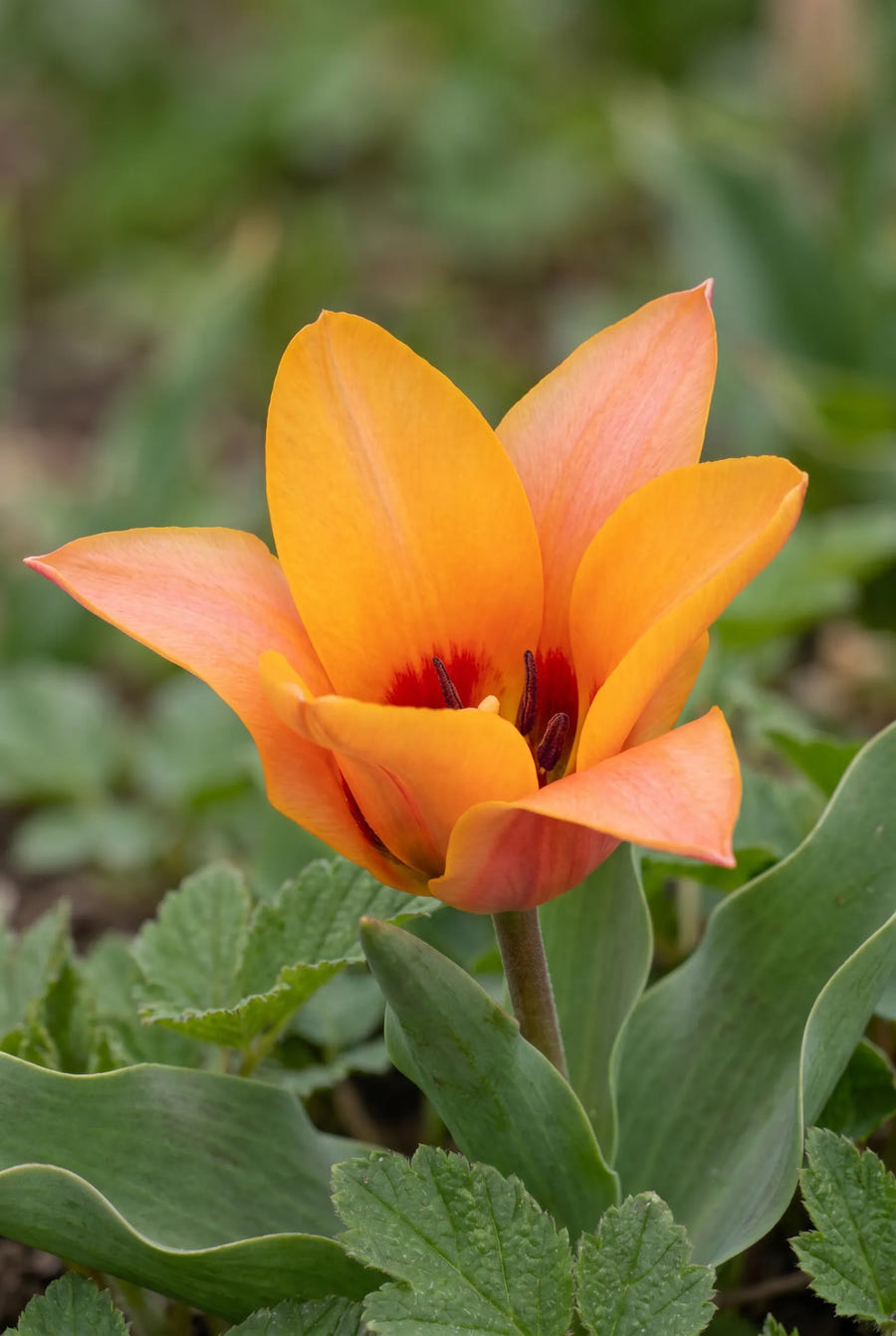 Tulipa Orange Toronto — close-up van de bloem