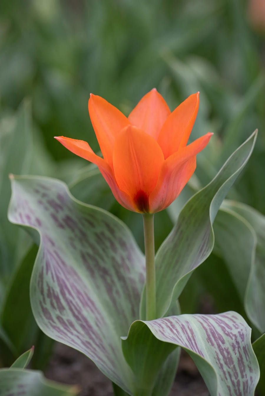 Tulipa Orange Toronto — sfeerbeeld