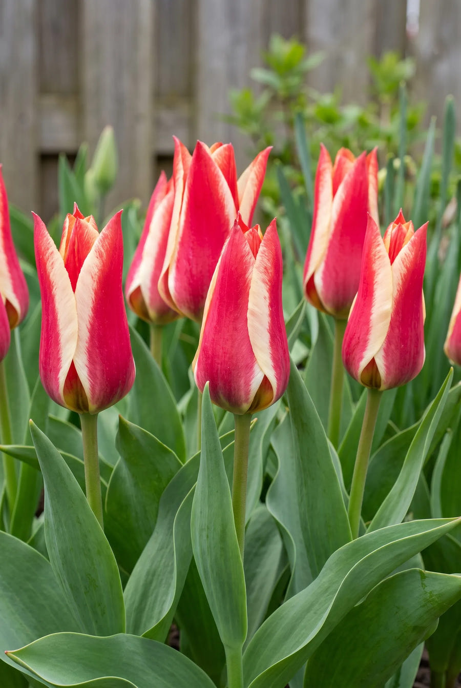 Tulipa Pinocchio — in de tuin