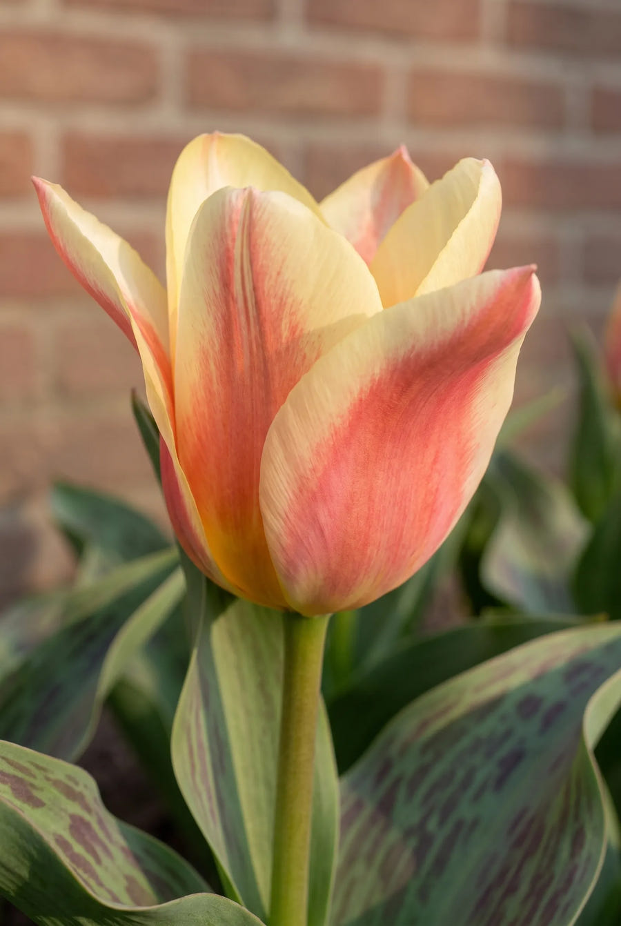 Tulipa Quebec — close-up van de bloem