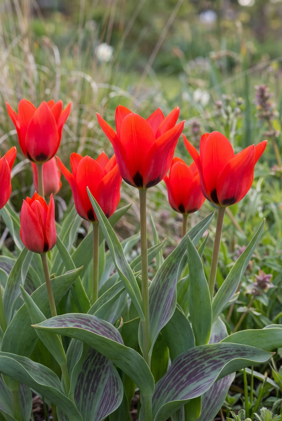 Tulipa Red Riding Hood — in de tuin