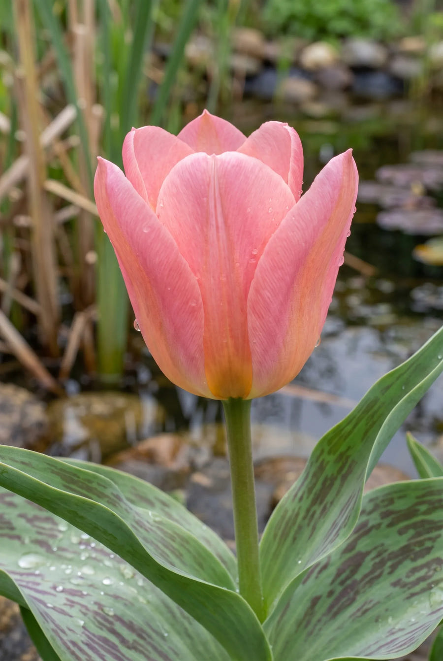 Tulipa Sweet Lady — close-up van de bloem