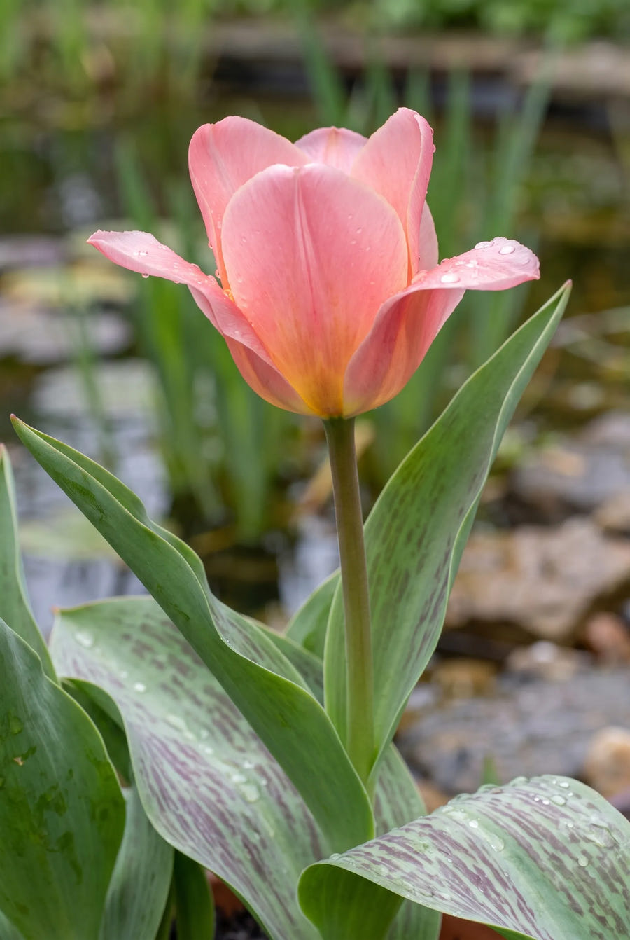 Tulipa Sweet Lady — sfeerbeeld