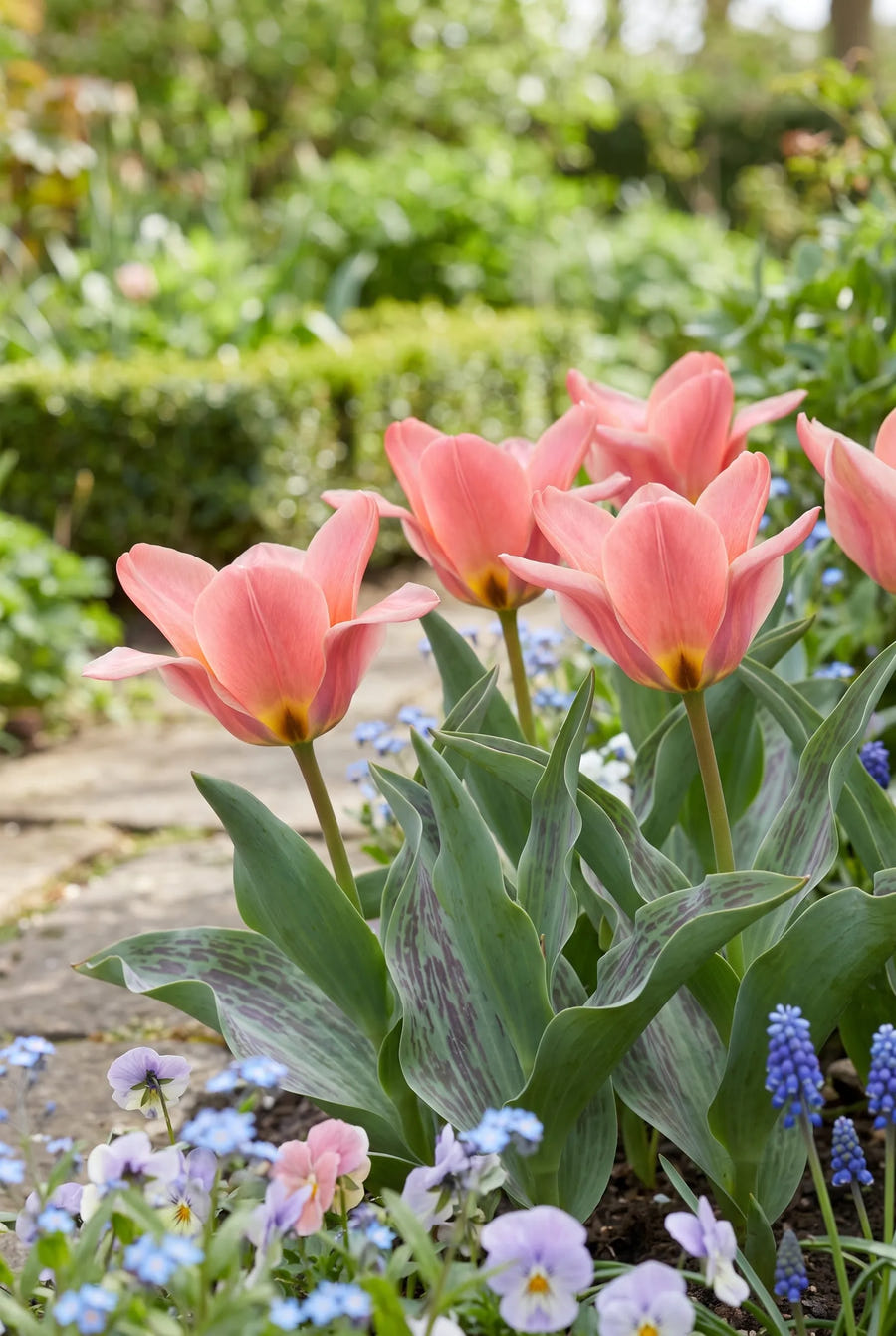 Tulipa Toronto — close-up van de bloem