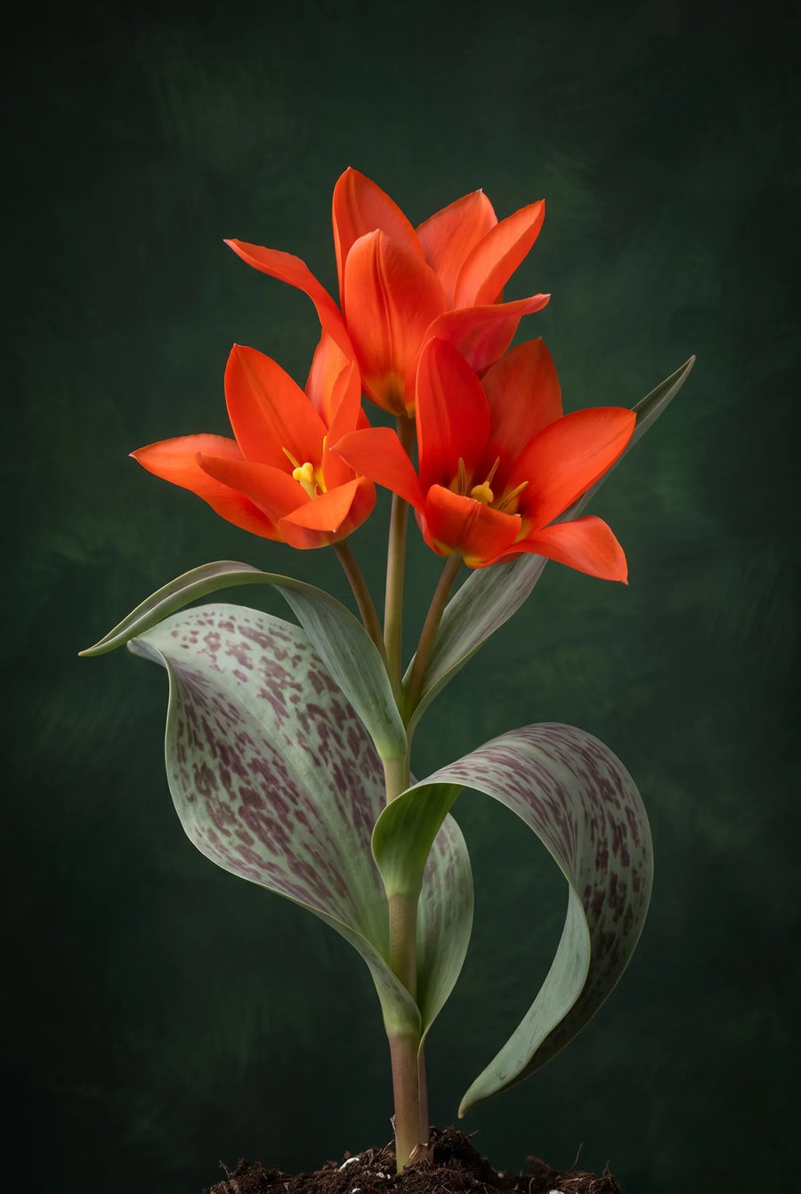 Tulipa Toronto — sfeerbeeld